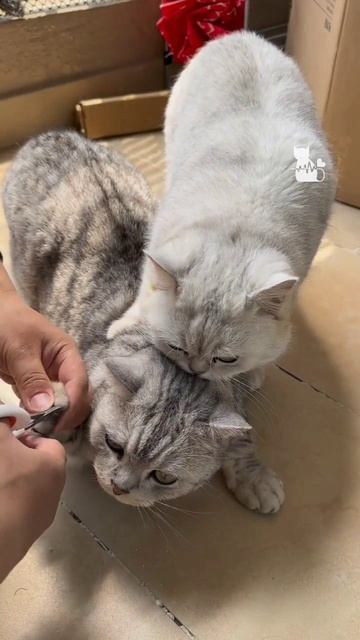 Командная работа с элементами предательства. смотреть онлайн