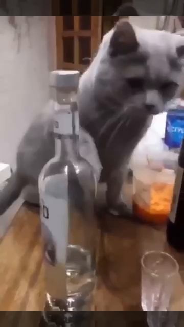 котик борется с пьянством хозяина.mp4