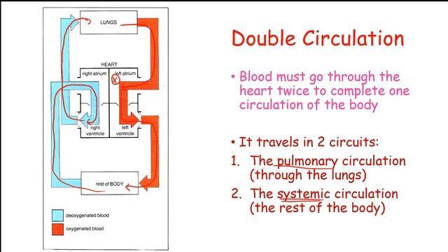 CCEA AS Unit 2 Biology: Mammalian Circulation 1: The heart and circulation смотреть онлайн
