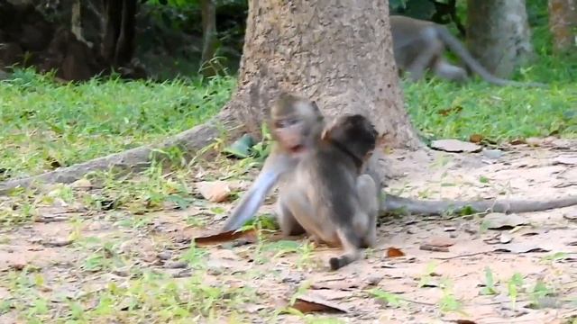 OMG.. MONKEY KING HURTS TEACHING BABY LIKE THIS, BABY MONKEY HARD TO MOVE FROM KING смотреть онлайн