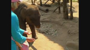 Шустрый у слоненка хобот😂😂😂