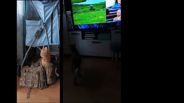 мур-мур-мяу