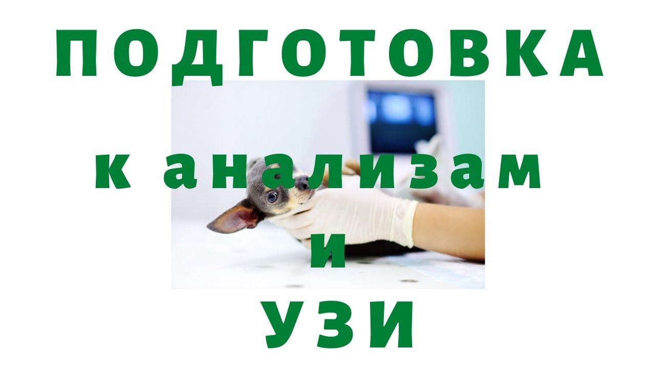 Подготовка кошки или собаки к сдаче анализов и УЗИ смотреть онлайн