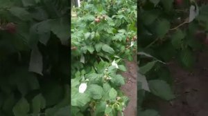 Малина НЕДОСЯГАЕМАЯ ремонтантная