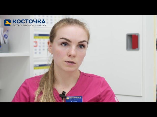 Выбор щенка или котенка смотреть онлайн