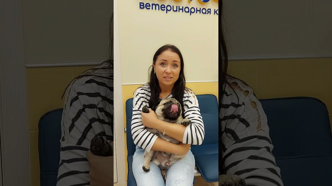 Мопс Фофа, акне. Пациент дерматолога смотреть онлайн