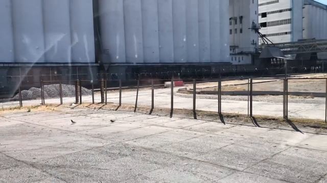 КАМАЗ ЗЕРНОВОЗ. Началась уборочная!!! смотреть онлайн