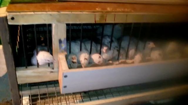 ПЕРЕПЕЛА . ПЕРЕДЕЛКА КОРМУШКИ смотреть онлайн