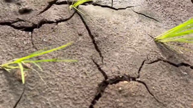 Malinis At Walang Damong Palayan? Ganito Gawin Mo! NAPAKATIPID!!!