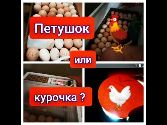 Закладка яиц в инкубатор #инкубация #инкубатор #инкубаторскиеяйца #incubation #incubator