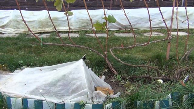 ч 1 ОБРЕЗКА ВИНОГРАДА осенью. 1-я серия. ЦЕЛЬ УРОЖАЙНОСТЬ смотреть онлайн