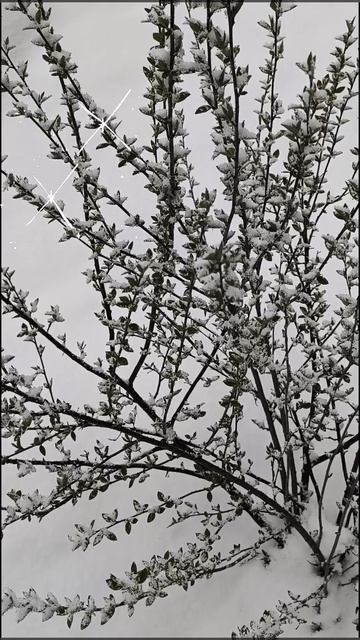 Зима вернулась 8 апреля. смотреть онлайн