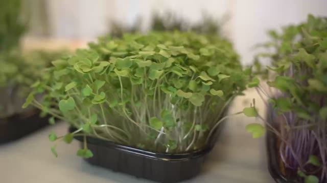 Агро-биологический факультет смотреть онлайн