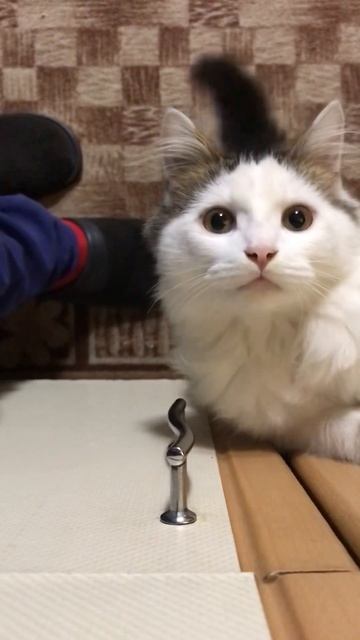 Котёнок клянчит еду )) Дайте Кисе колбасы )) Кот попрошайничает ) смотреть онлайн