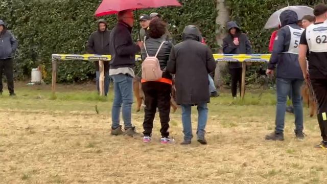 РАБОЧИЕ СУКИ 1, суд. Beggiato Stefano | моно немецких овчарок Неаполь 06/04/2025