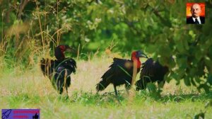 часть 1. Экзотические птицы Африки.