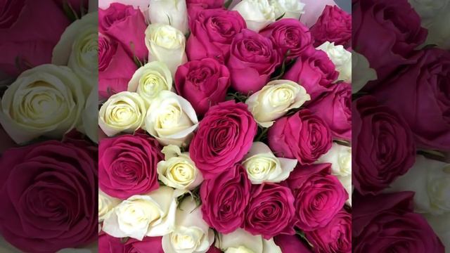 Флирт - 51 малиново-белая роза смотреть онлайн