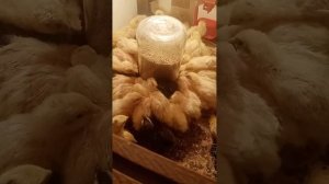 Первые дни жизни перепелов на комбикорме Южная корона.