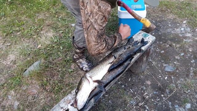 Щука 2 локтя длиной смотреть онлайн