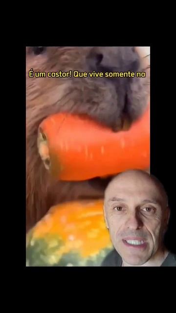 Quem reconhece esse roedor?? смотреть онлайн
