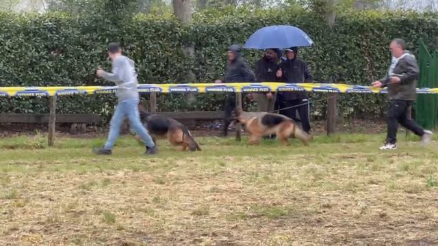 РАБОЧИЕ СУКИ 3, суд. Beggiato Stefano | моно немецких овчарок Неаполь 06/04/2025