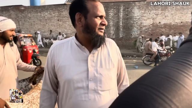 Kitne Ka liya | qurbani 2024 | makhi china Bakre | Lahore Bakra Mandi shahpur kanjra смотреть онлайн