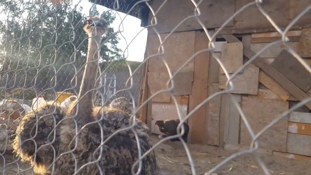 Страусы в конце, китайская шёлковая курочка и африканские страусы