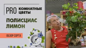 Полисциас Лимон. Обзор сорта. Сочный, нежный, упругий и очень красивый. Растение для души.