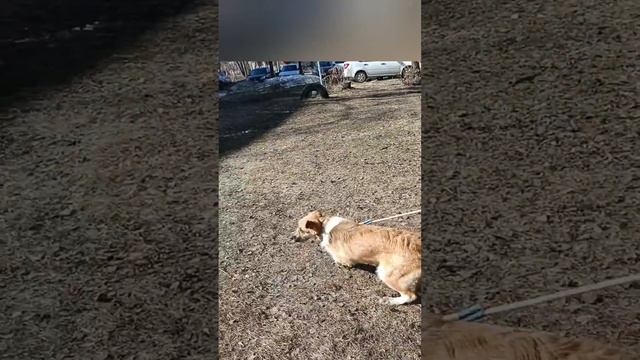 Собака из приюта😲/ проблемы в поведении/ адаптация собаки #агрессия #дрессировка #дворняжка смотреть онлайн