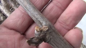 1 я весенняя обработка винограда в Средней полосе