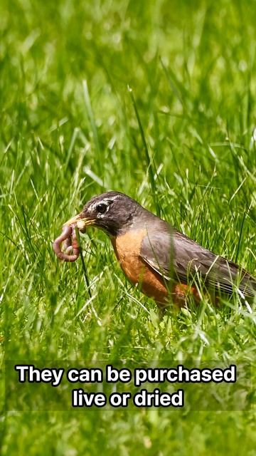 Bird friendly foods смотреть онлайн