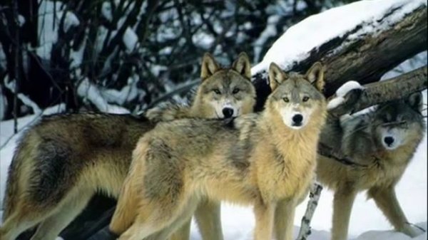 vladimir-vyisockiy-ohota-na-volkov_107539