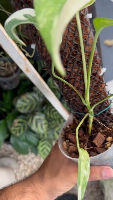 Eppipernum Pinnatum albo variagted смотреть онлайн