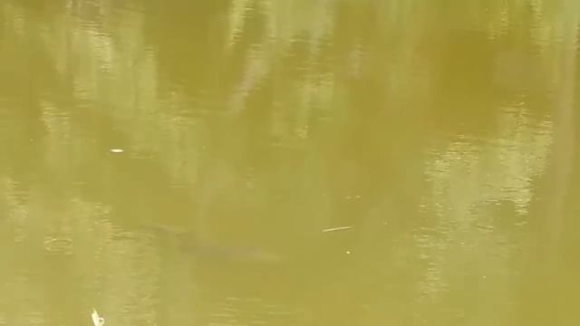 Сокол природа смотреть онлайн