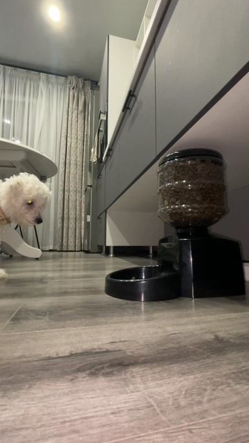 Автопоилка для собак. Супер!!! смотреть онлайн