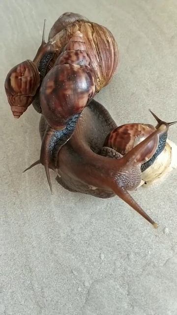 Achatina fulica Kindergarten смотреть онлайн