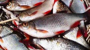 ВЕСЕННЯЯ РЫБАЛКА В ОВРАЖКЕ || Красноперка на поплавок #fishingholidays #поплавок #сезон2025