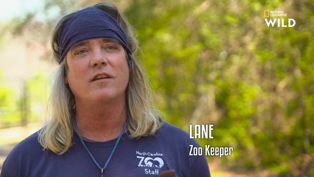 Un bébé rhinocéros sort à l'extérieur pour la première fois | AU CŒUR DU ZOO : CAROLINE DU NORD смотреть онлайн