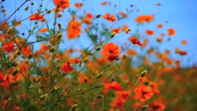 "SUMMER GLADNESS" |BEAUTIFUL INSTRUMENTAL MUSIC| SOOTHING HOUSE MUSIC| SUMMER SCENERY | MEDITATION смотреть онлайн