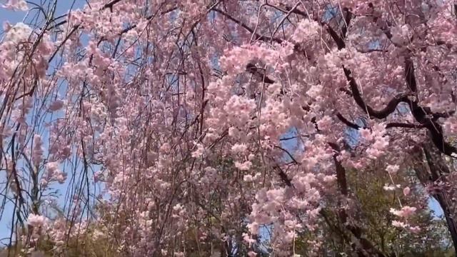 Taizo-in Sakura in Full Bloom смотреть онлайн