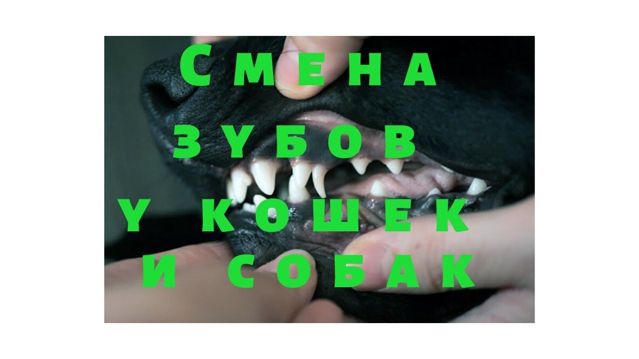 Когда происходит смена зубов у кошек и собак? смотреть онлайн