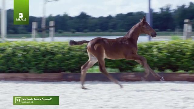 2020 collection | 71. Palito Vinio MB (Malito de Reve x Grosso) Colt смотреть онлайн