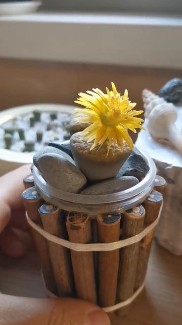Цветение литопса, Lithops Fulviceps, #lithops смотреть онлайн