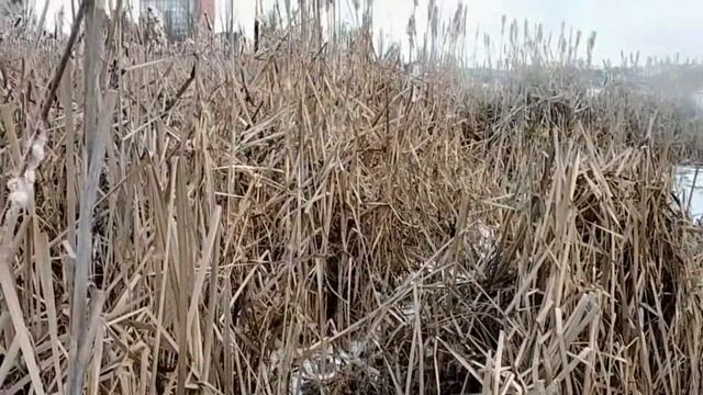 Як ми ходили кормити качок, а застрягли в камишах. Пригоди на річці Вонючці (впадає в Південний Буг смотреть онлайн