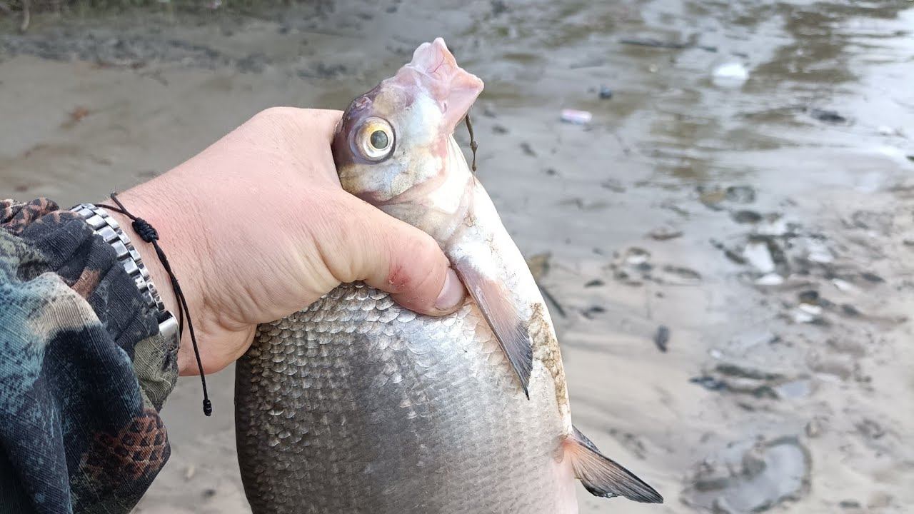 Лето 2024 г. смотреть онлайн