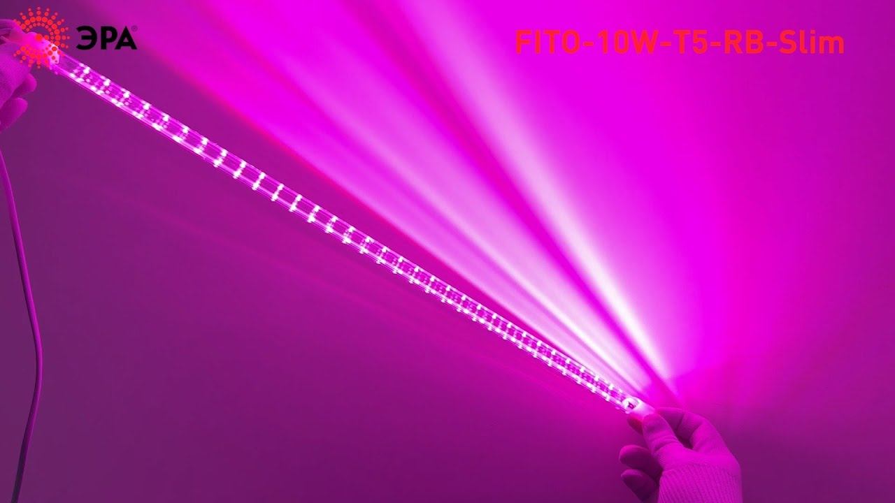 Фитолампа светодиодная линейная ЭРА FITO-10W-Т5-RB-Slim красно-синего спектра 10 Вт Т5 смотреть онлайн