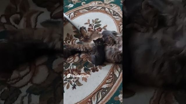 Чисто моя кошка.