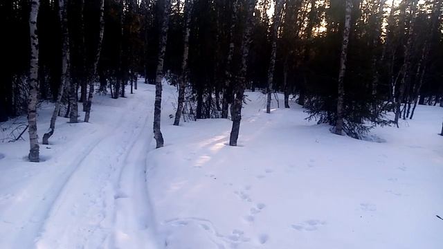 Следы неизвестного зверя. смотреть онлайн