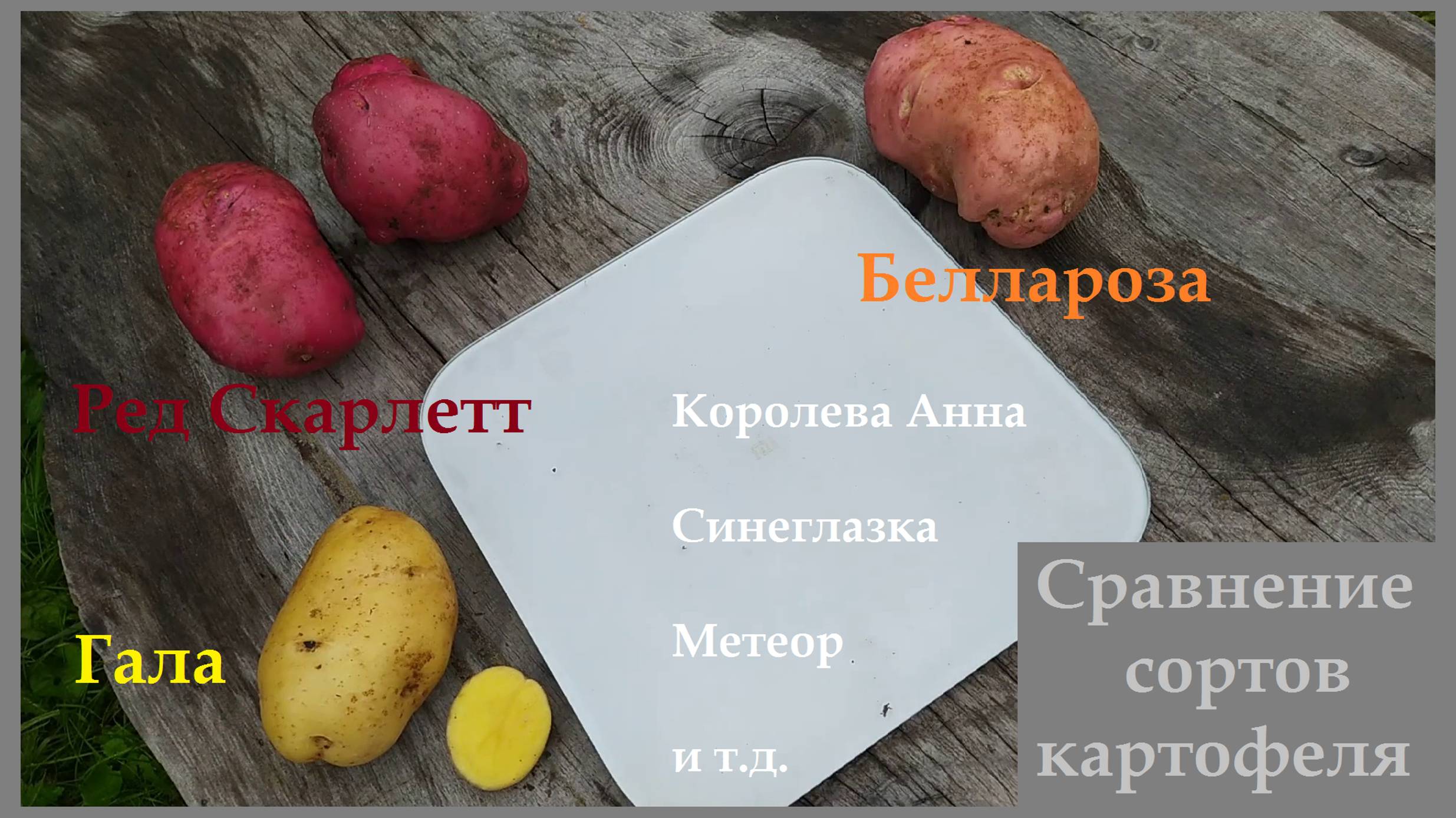 Сравнение сортов картофеля Уника, Сынок, Ранняя роза, Гала, Ред Скарлетт, Королева Анна, Беллароза