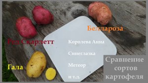 Сравнение сортов картофеля Уника, Сынок, Ранняя роза, Гала, Ред Скарлетт, Королева Анна, Беллароза